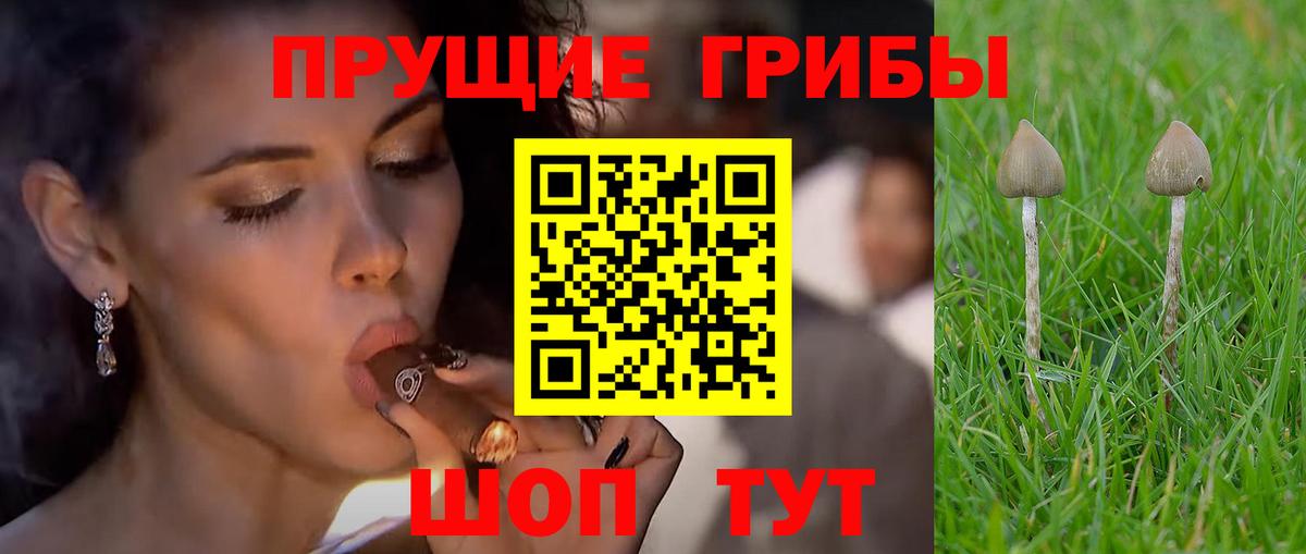 Галлюциногенные грибы Psilocybe Златоуст